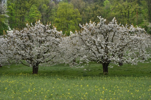 Blossoming cherry trees (Prunus avium), Franconia, Bavaria, Germany