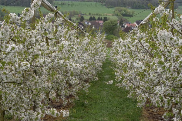 Blossoming cherry trees of a plantation (Prunus avium), Rüsselbach, Upper Franconia, Bavaria, Germany