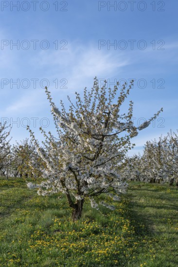 Young, flowering cherry trees of a plantation (Prunus avium), Franconia, Bavaria, Germany