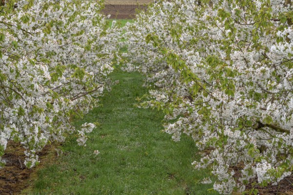 Blossoming cherry trees of a plantation (Prunus avium), Franconia, Bavaria, Germany