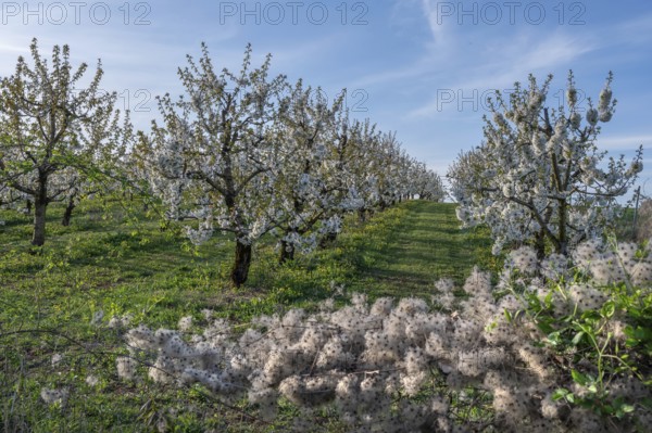 Seed stand of a clematis, in the background young, flowering cherry trees of a plantation (Prunus avium), Franconia, Bavaria, Germany