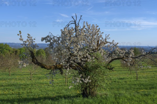 Old flowering cherry tree (Prunus avium), Franconia, Bavaria, Germany