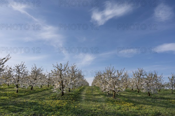 Young, flowering cherry trees of a plantation (Prunus avium), Franconia, Bavaria, Germany