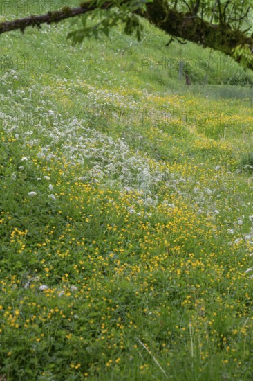 Blooming spring meadow, Bavaria, Germany