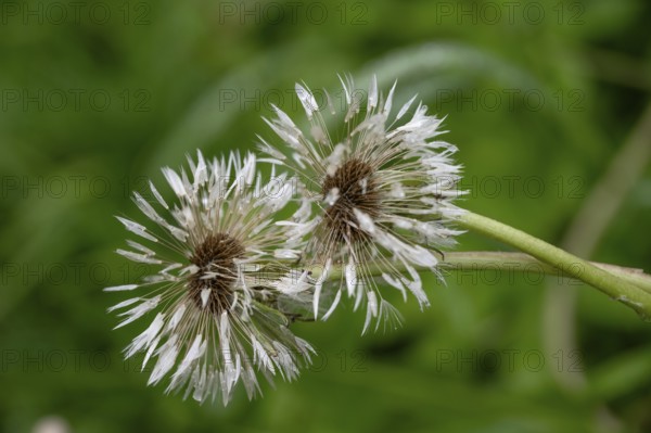 Withered dandelion (Taraxacum) in the rain, Bavaria, Germany
