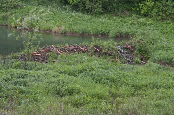 Artificial lake dammed by beavers, Großenohe, Upper Franconia, Bavaria, Germany