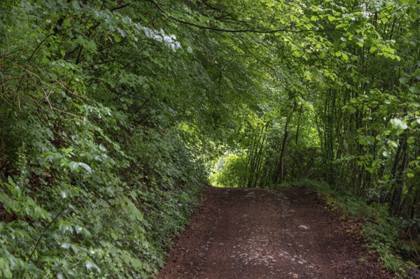 Forest path in a spring forest, Bavaria, Germany
