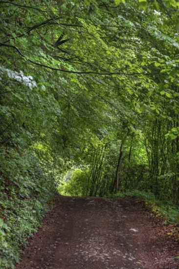 Forest path in a spring forest, Bavaria, Germany