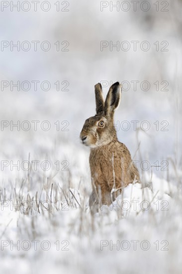 Careful look around the corner... European hare (Lepus europaeus) Hare sitting in the freshly fallen snow, looking a little critically into the camera, funny moment, funny picture, native wildlife, wildlife, North Rhine-Westphalia, Germany
