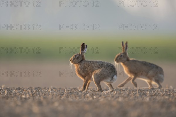 Brown Hares, European Hares (Lepus europaeus) two, pair of, sitting, playing on farmland, low point of view, native fauna, wildlife, North Rhine-Westphalia, Germany, taken from a low perspective, at eye level, on a freshly cultivated field in spring