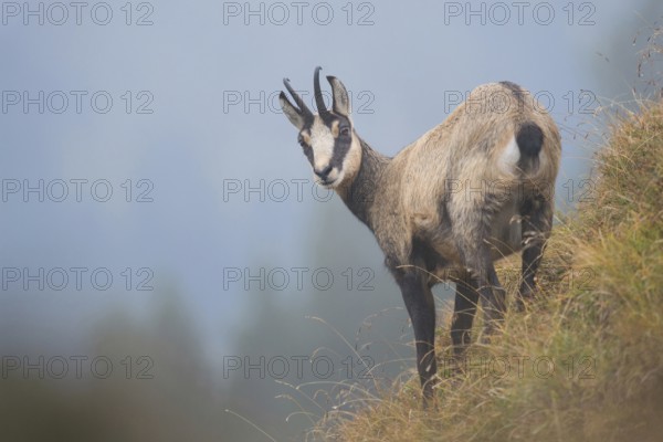 Chamois (Rupicapra rupicapra) in foggy weather on a steep slope in the Swiss Alps, native species, wildlife, Europe, Alpine chamois (Rupicapra rupicapra) in Swiss alps, looks back, stands at a steep slope, alpine vegetation, hazy weather, Europe