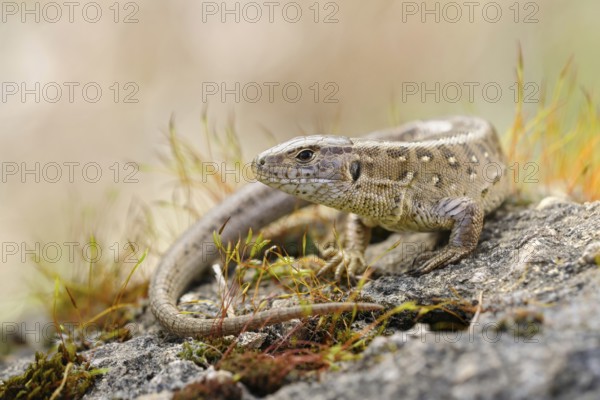 Sunbathing... Sand lizard (Lacerta agilis), native lizard, loves dry, sunny, barren habitats, uses old quarries as secondary habitat, endangered reptile species, wildlife, native nature, animal world, Germany