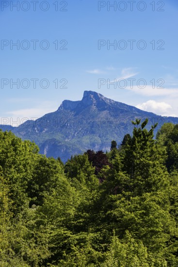 Dense deciduous forest behind it rises the Schafberg, Mondseeland, Mondsee, Salzkammergut, Upper Austria, Austria