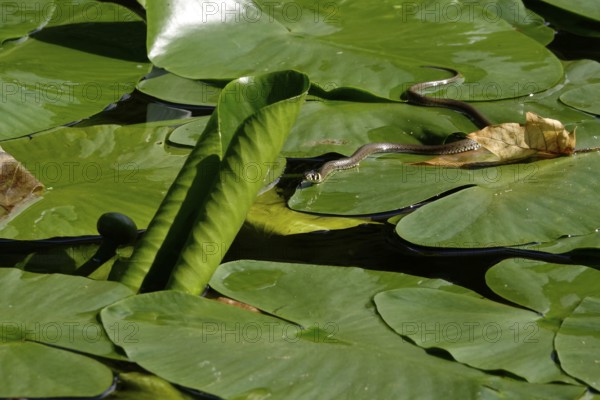 Grass snake (Natrix natrix) on a lake, June, Germany