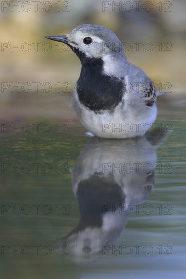White wagtail (Motacilla alba), male bathing, biosphere reserve, Swabian Alb, Baden-Württemberg, Germany