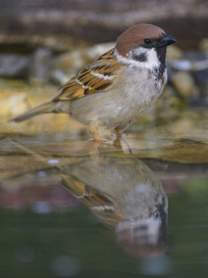 Tree sparrow (Passer montanus), drinking at the bird bath, biosphere reserve, Swabian Alb, Baden-Württemberg, Germany