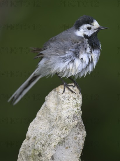 White wagtail (Motacilla alba), sitting on a stone and drying its feathers, biosphere reserve, Swabian Alb, Baden-Württemberg, Germany