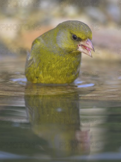 Greenfinch (Chloris chloris), male bathing, biosphere reserve, Swabian Alb, Baden-Württemberg, Germany