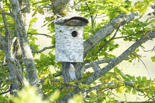 Eurasian wryneck (Jynx torquilla) Germany