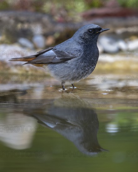 Black redstart (Phoenicurus ochruros), male standing in water, biosphere reserve, Swabian Alb, Baden-Württemberg, Germany