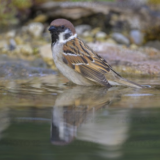 Tree sparrow (Passer montanus), bathing, biosphere reserve, Swabian Alb, Baden-Württemberg, Germany