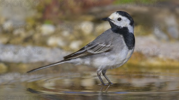 White wagtail (Motacilla alba), male standing in water, biosphere reserve, Swabian Alb, Baden-Württemberg, Germany