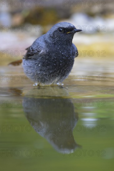 Black redstart (Phoenicurus ochruros), male bathing, biosphere reserve, Swabian Alb, Baden-Württemberg, Germany