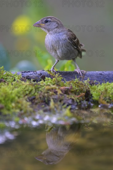 House sparrow (Passer domesticus), young bird at the bird bath, biosphere reserve, Swabian Alb, Baden-Württemberg, Germany