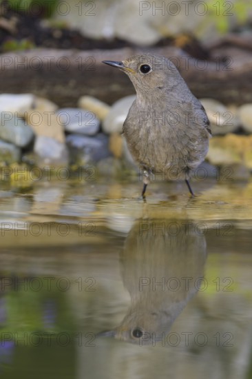 Black redstart (Phoenicurus ochruros), female standing in water, biosphere reserve, Swabian Alb, Baden-Württemberg, Germany
