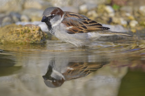 House sparrow (Passer domesticus), male bathing, biosphere reserve, Swabian Alb, Baden-Württemberg, Germany
