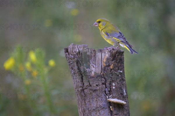 Greenfinch (Chloris chloris), male on dead wood, biosphere reserve, Swabian Alb, Baden-Württemberg, Germany