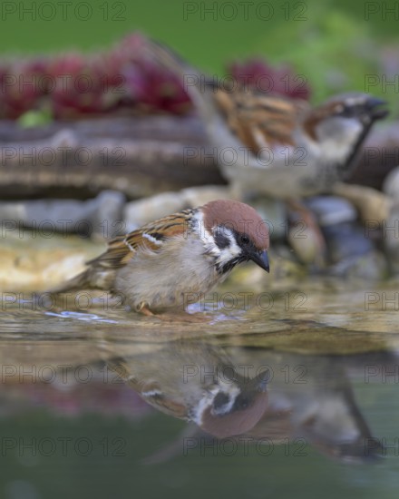 Tree sparrow (Passer montanus), with house sparrow (Passer domesticus), drinking, biosphere reserve, Swabian Alb, Baden-Württemberg, Germany