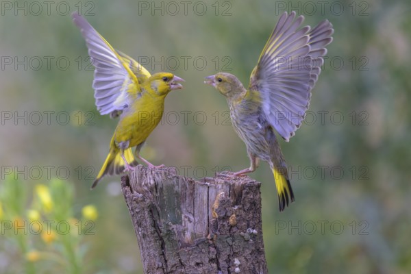 Greenfinch (Chloris chloris), arguing, biosphere reserve, Swabian Alb, Baden-Württemberg, Germany
