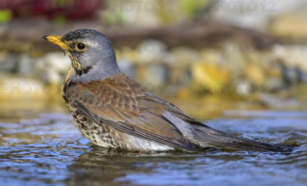 Juniper thrush (Turdus pilaris), bathing, biosphere reserve, Swabian Alb, Baden-Württemberg, Germany