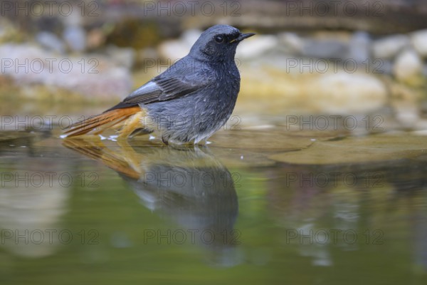 Black redstart (Phoenicurus ochruros), male bathing, biosphere reserve, Swabian Alb, Baden-Württemberg, Germany