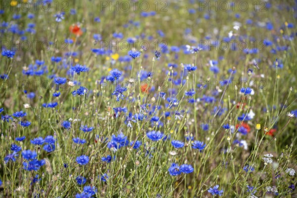 Blumenwiese, Bienenweide, Bienenfutterwiese, Schmetterlingswiese, Mohnblumen, Kornblumen, Formatfüllend, Landkreis Konstanz, Baden-Württemberg, Deutschland