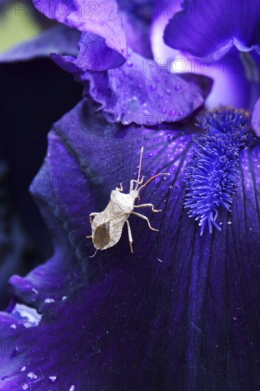 Iris with a bug, June, Germany