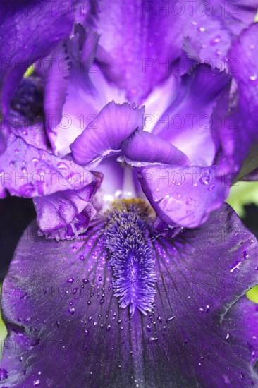 Magnificent iris, June, Germany
