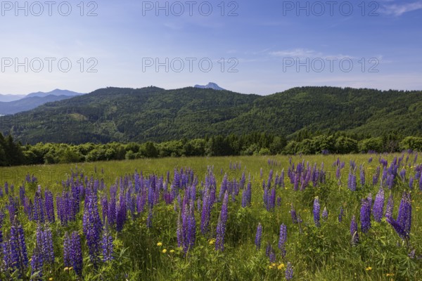 Lupines, Lupinus, Large-leaved lupin, Lupine meadow on the high alpine pasture in Mondseeland, Mondsee, Salzkammergut, Upper Austria, Austria