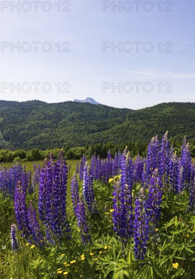Lupines, Lupinus, Large-leaved lupin, Lupine meadow on the high alpine pasture in Mondseeland, Mondsee, Salzkammergut, Upper Austria, Austria