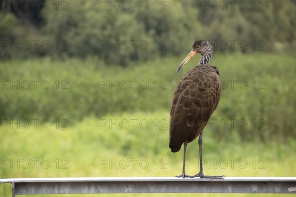 Wattled crane (Aramus guarauna) in the nature reserve Reserva Ecologica Ciudad Universitaria Costanera Norte, Buenos Aires, Argentina