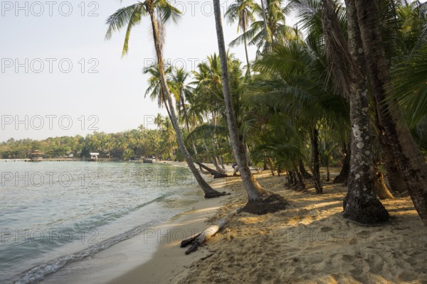 Sandy beach beach with coconut palms, Ao Noi Beach, Koh Kood, Koh Kut, Gulf of Thailand, Thailand