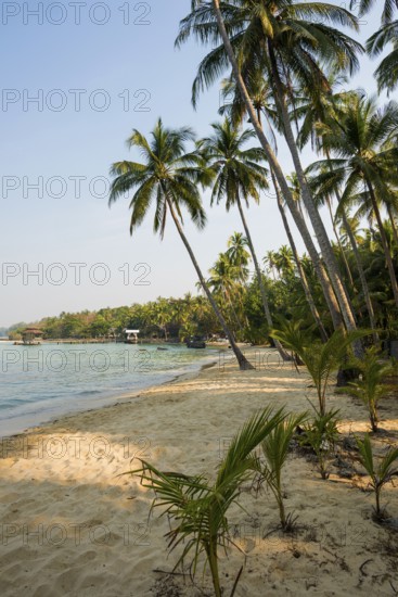 Sandy beach beach with coconut palms, Ao Noi Beach, Koh Kood, Koh Kut, Gulf of Thailand, Thailand