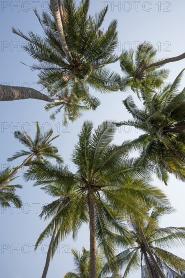 Coconut palms, Ao Noi Beach, Koh Kood, Koh Kut, Gulf of Thailand, Thailand