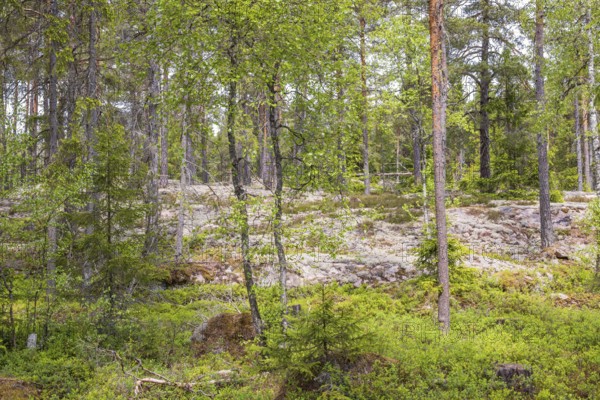 Natural coniferous forest with pine trees and white lichen on the ground in summer