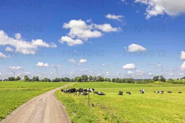 Gravel road in the countryside with grazing dairy cows on a grass meadow in a beautiful idyllic sunny summer landscape with white cumulus clouds on the blue sky, Sweden