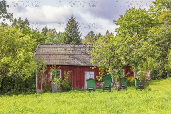 Old red cottage in the countryside with beehives in the garden in summer, Sweden