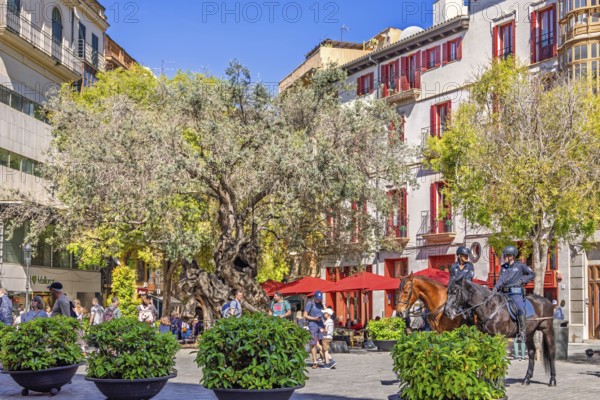 Town square with mounted police on horses among people and houses and old olive trees, Palma de Mallorca, Mallorca, Spain