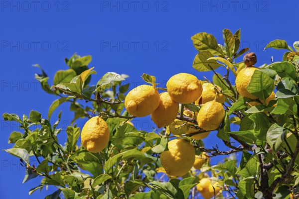 Yellow ripe lemon growing on a tree branch with green leaves and a blue sky, Mallorca, Spain