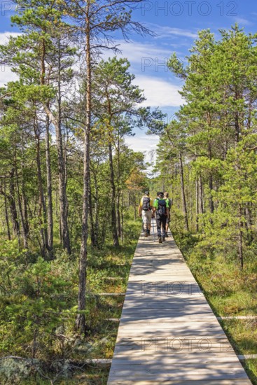 Group of hikers walking on a long straight wooden walkway in a pine forest a sunny summer day, Sweden